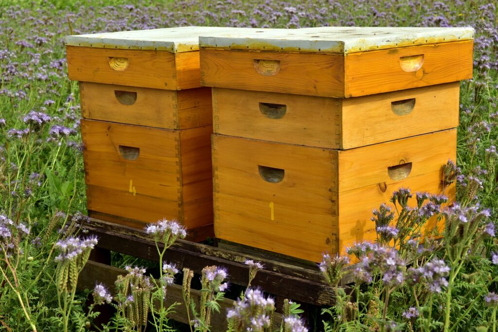 abeilles miel